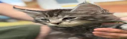 Maine Coon cats for sale: TICA active reg mainecoon kittens - Advert 17