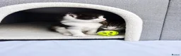 Mixed Breed cats for sale: 3 beautiful kittens  - Advert 5