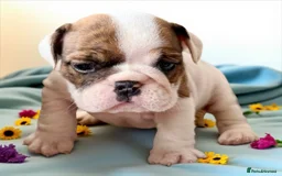 English Bulldog dogs for sale: Gorgeous Purebred English Bulldog Puppies - Image 2