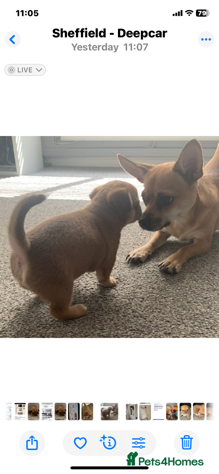 Chihuahua dogs Chihuahua 1 short haired beautiful boy - Advert 1