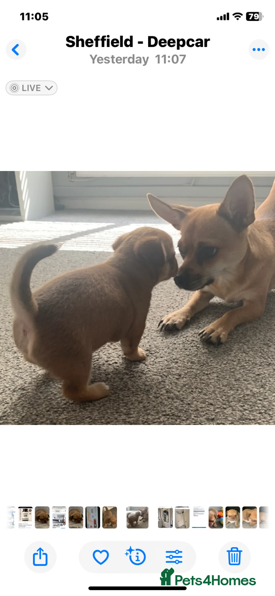 Chihuahua dogs for sale: Chihuahua 1 short haired beautiful boy - Advert 1