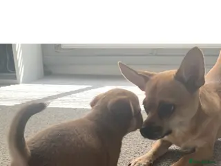 Chihuahua dogs Chihuahua 1 short haired beautiful boy - Advert 1