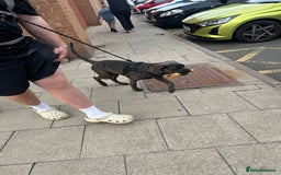 Cane Corso dogs for sale: Cane corsa  - Image 3