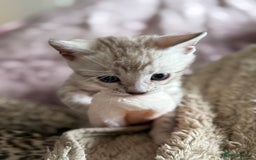Bengal cats for sale: 💙Stunning Silver Mink Bengal TICA registered  - Image 25