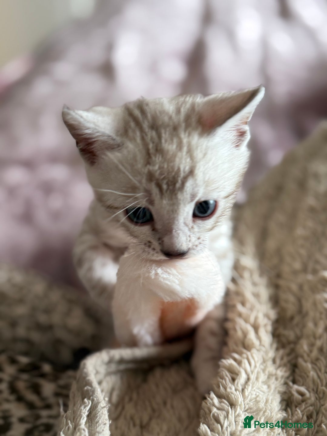 Bengal cats for sale: 💙Stunning Silver Mink Bengal TICA registered  - Image 25