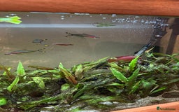 Other/Mixed Breed fish for sale: Tropical tank  - Image 2