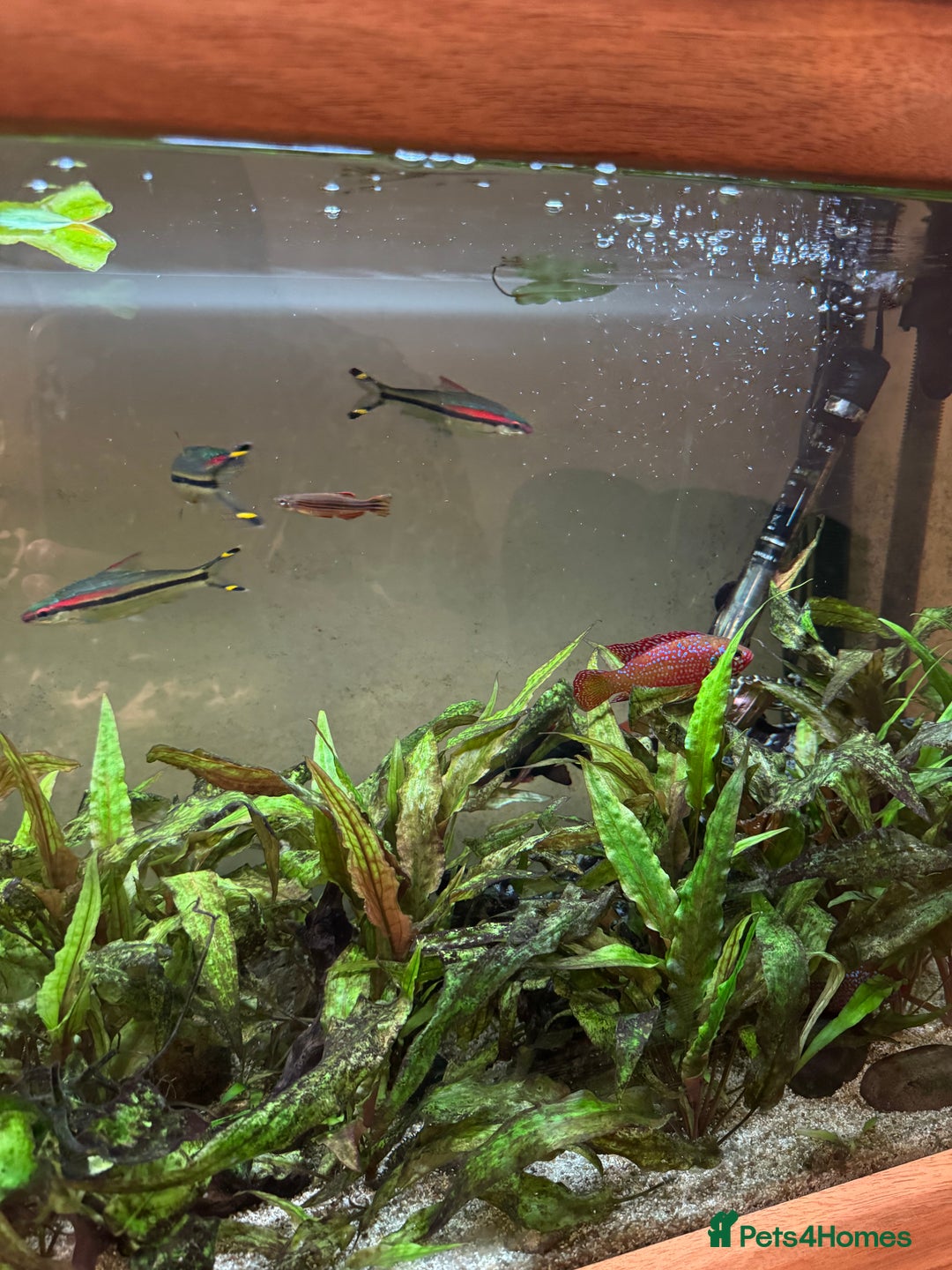 Other/Mixed Breed fish for sale: Tropical tank  - Image 2