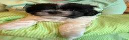 Malshi dogs for sale: Malshi Puppies - Rare Type - Ready Soon - Advert 9