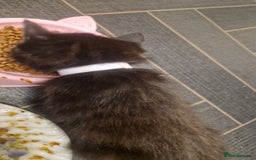 Mixed Breed cats for sale: 5 mixed breed kittens. Ragdoll/tabby - Image 6