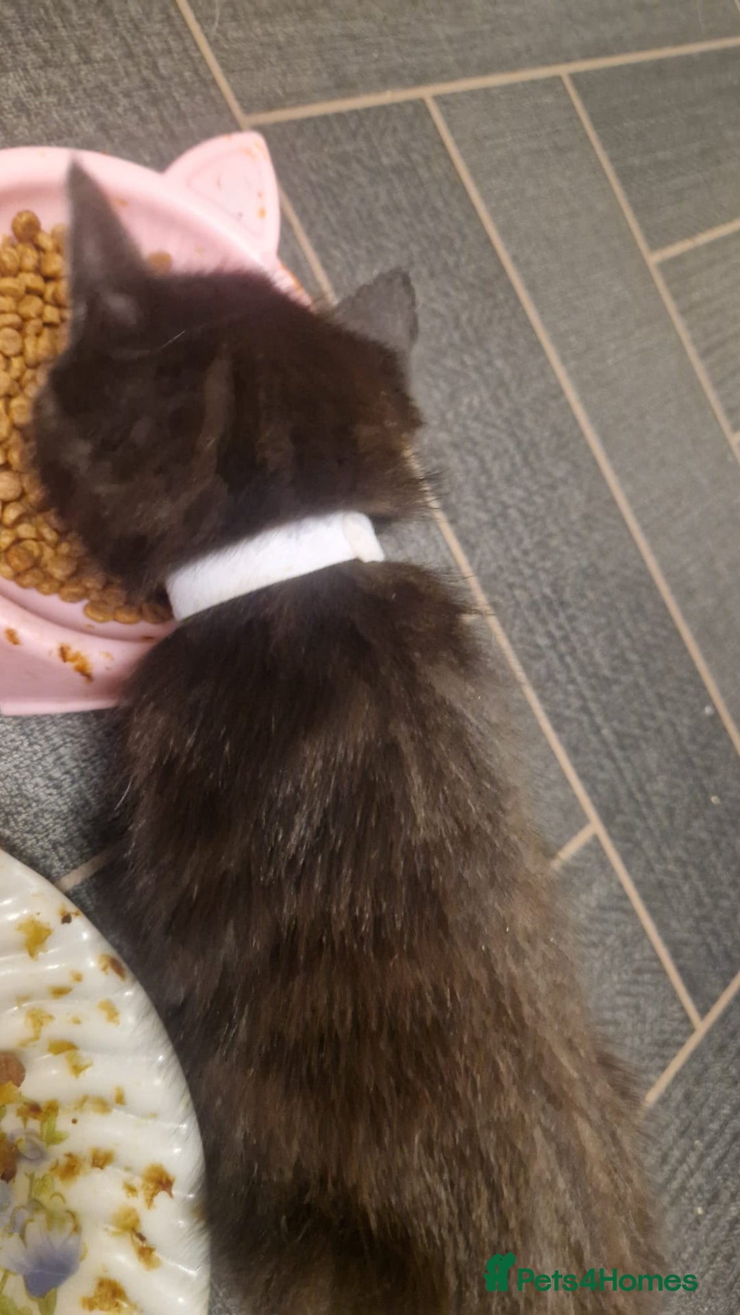 Mixed Breed cats for sale: 5 mixed breed kittens. Ragdoll/tabby - Image 6