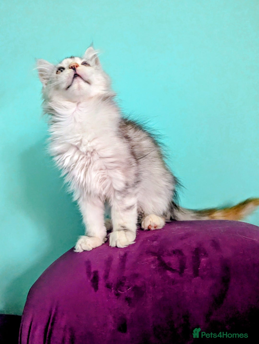 Maine Coon cats for sale: Beautiful Pedigree Maine Coon kittens  - Image 8