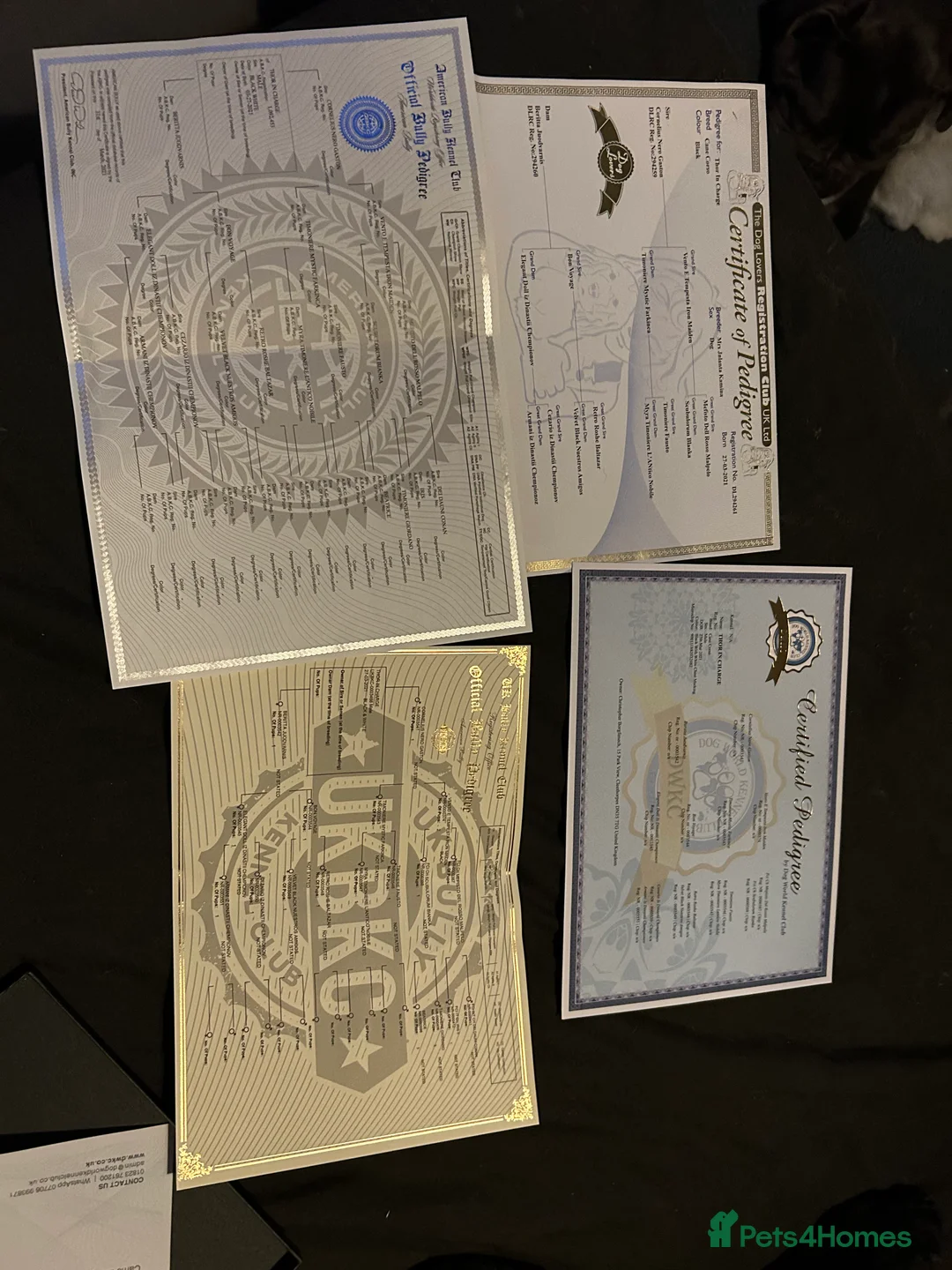 Cane Corso dogs for stud: Thor health tested proven Cane Corso for stud !!! in Cleethorpes - Advert 8