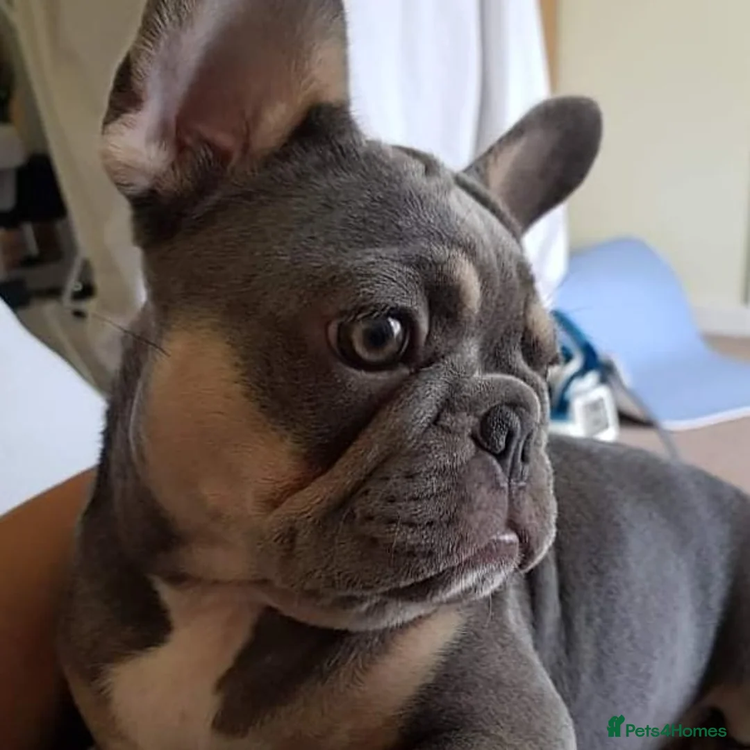 French Bulldog dogs for stud: Mayan, Rfg, bva, Silver health tested Lilac tan in Sheffield - Advert 15