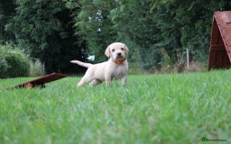 Springador dogs for sale: 8 beautiful springador puppies for sale  - Image 6