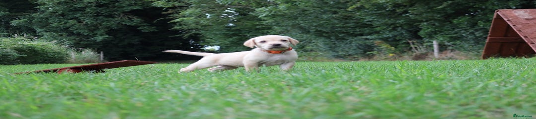 Springador Puppy 5
