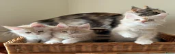 Maine Coon cats for sale: GCCF pedigree female Maine Coon kittens  - Advert 5
