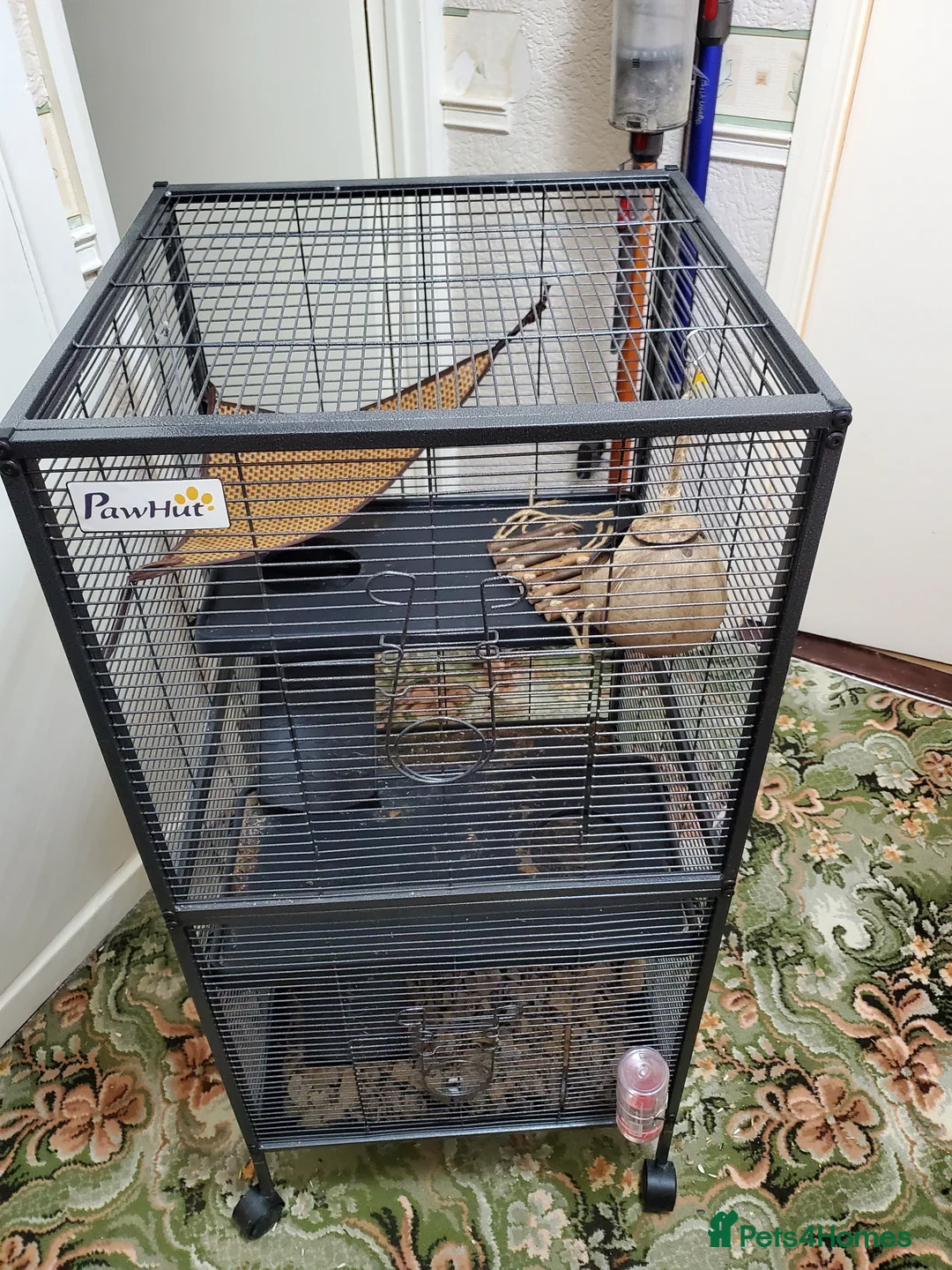 Rat rodents for sale: Two rats for sale in Scunthorpe - Advert 12