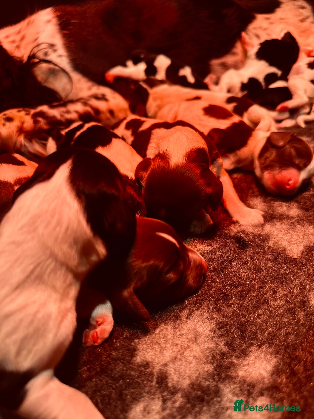 English Springer Spaniel dogs for sale: KC English Springer Spaniels  - Advert 18