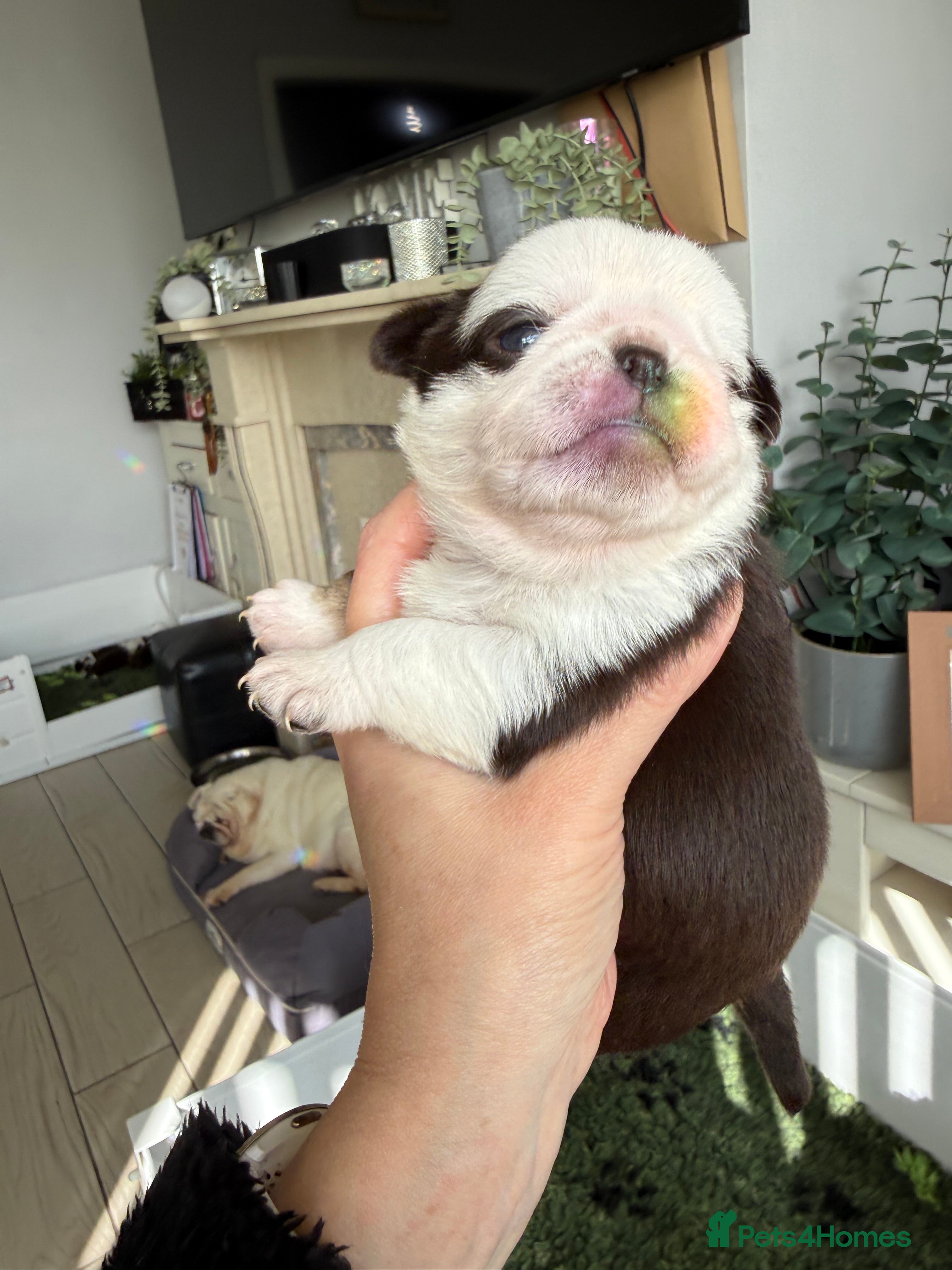 Pug dogs Kc lilac and chocolate pugs 5 star licensed  - Advert 2