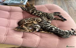 Bengal cats for sale: Bengal kittens for sale-Stunning 3-color Rosettes  - Image 6