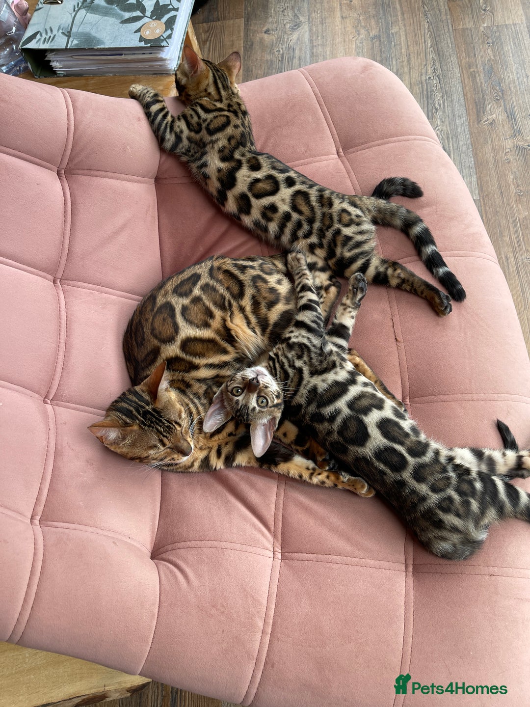 Bengal cats for sale: Bengal kittens for sale-Stunning 3-color Rosettes  - Image 6