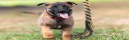 Belgian Shepherd Dog dogs for sale: KC registered NVBK line dog pup. - Advert 6