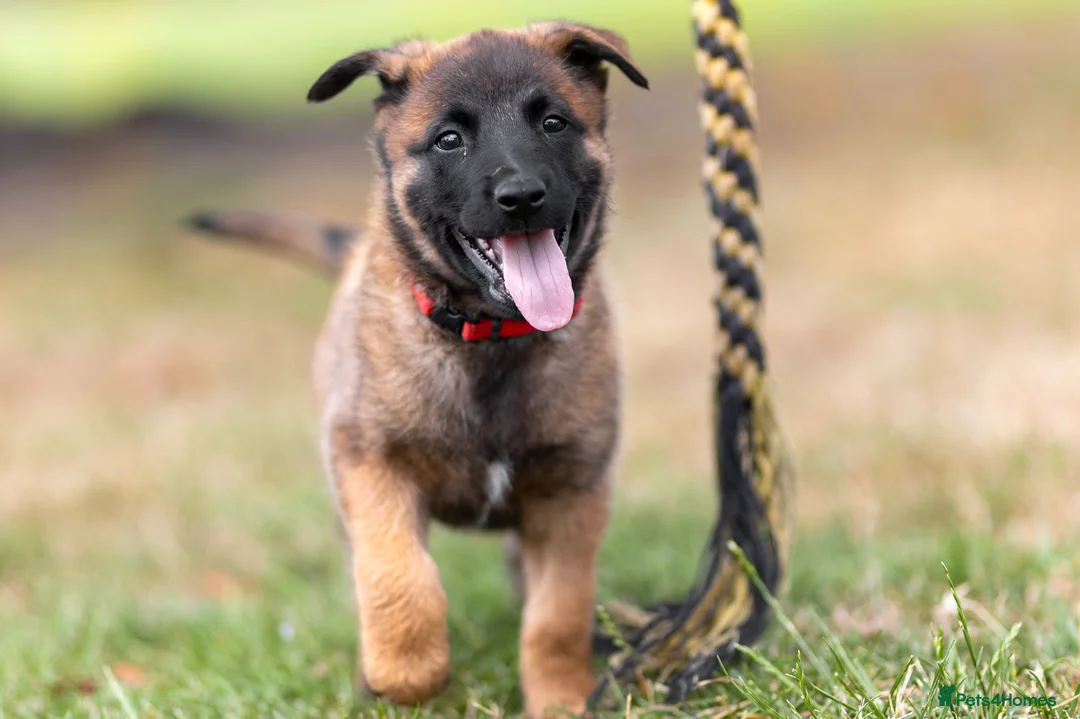 Belgian Shepherd Dog dogs for sale: KC registered NVBK line dog pup. - Advert 6