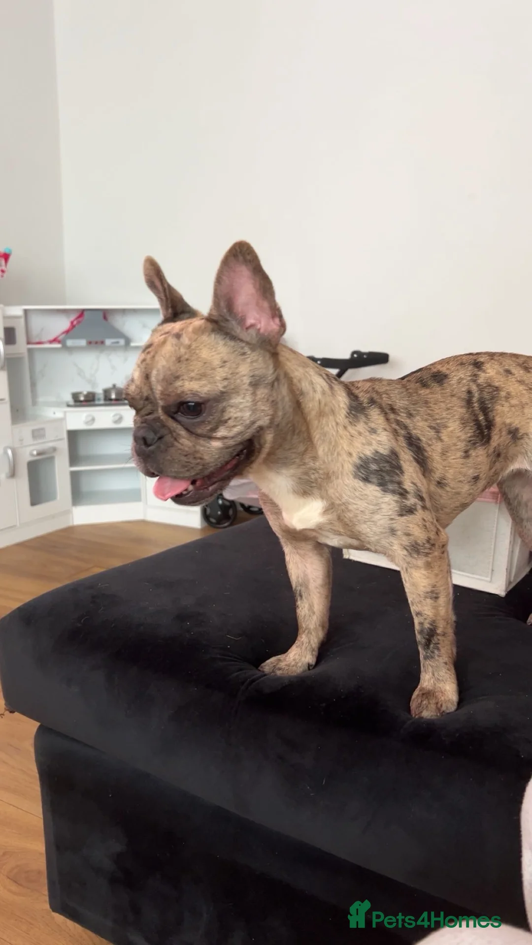 French Bulldog dogs for sale: 11 month old female french bulldog  - Advert 2