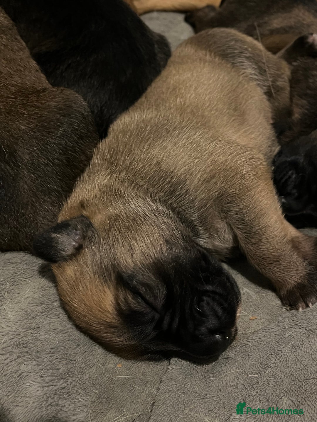 Mixed Breed dogs for sale: Belgian Malinois / Turkish Kangal / Cane Corso - Image 16