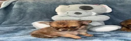 Pomeranian dogs for sale: Beautiful Pomeranian puppies - Advert 5