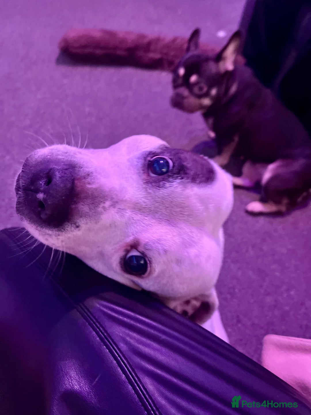 Mixed Breed dogs for sale: French Bulldog x Staffie Puppies [Prices Reduced] - Image 15