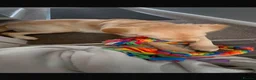 Golden Retriever dogs for sale: REHOME Parker the golden retriever  - Advert 3