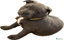 Staffordshire Bull Terrier dogs for sale: REDUCED * Kc registered Staffordshire blue terrier - Image 37
