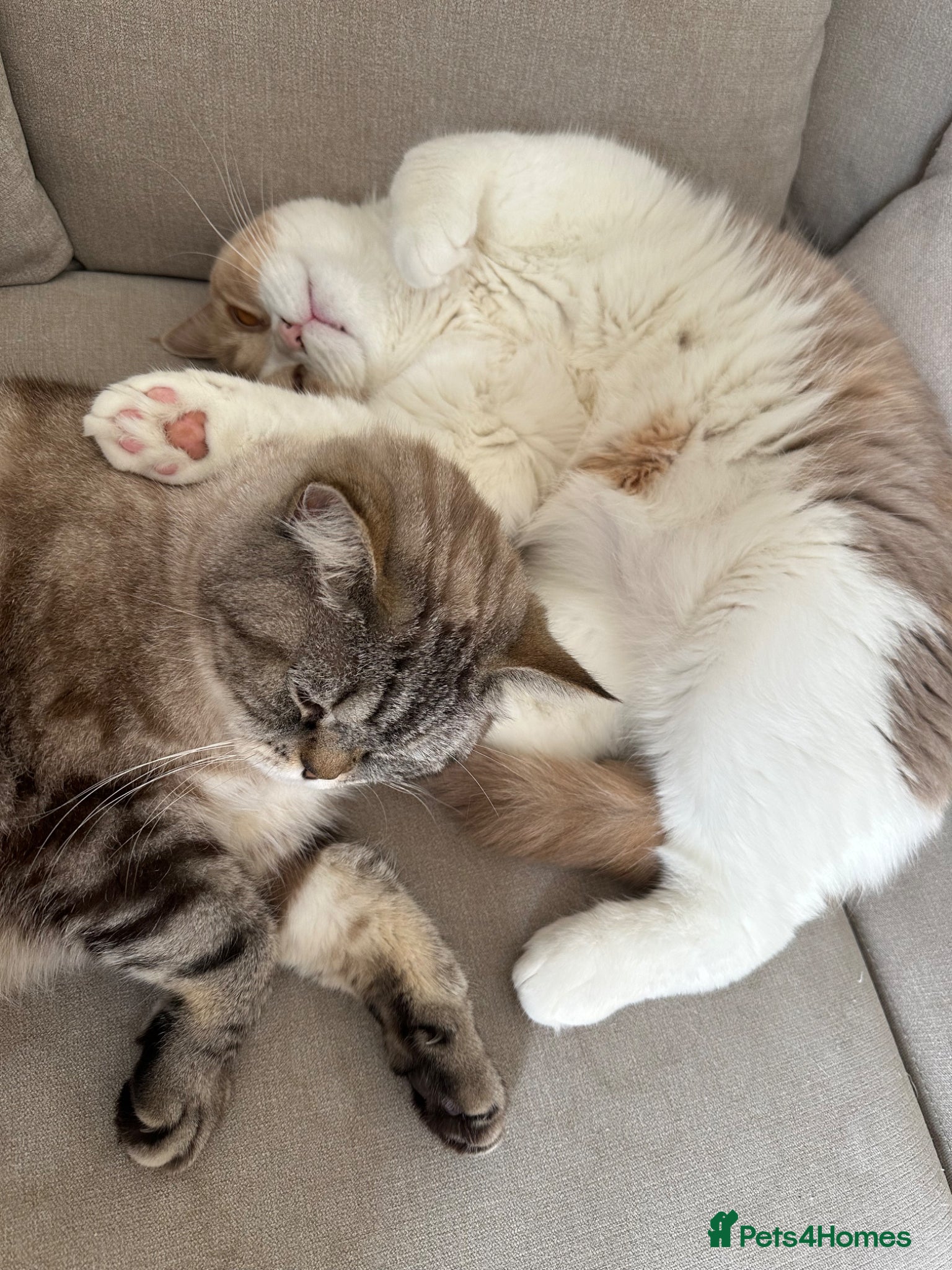 British Shorthair cats Bread & Honey - Advert 2