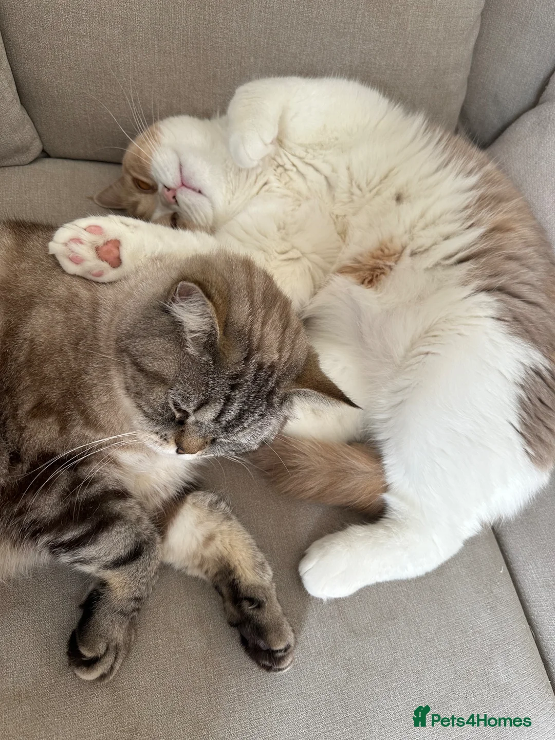 British Shorthair cats for sale: Bread & Honey - Advert 1