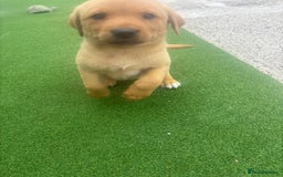 Labrador Retriever dogs for sale: 8 Kennel club reg  health tested chunky Labradors  - Image 20