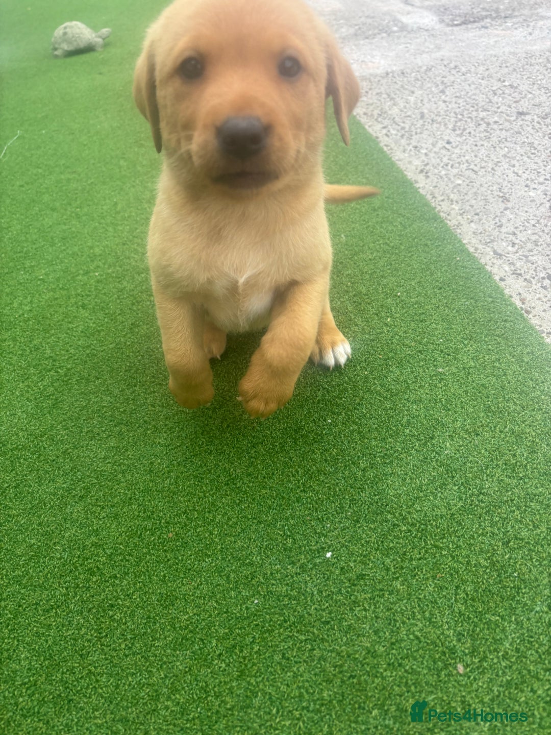 Labrador Retriever dogs for sale: 8 Kennel club reg  health tested chunky Labradors  - Image 20