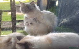 Ragdoll cats for sale: 2 ragdolls for sale - Image 8