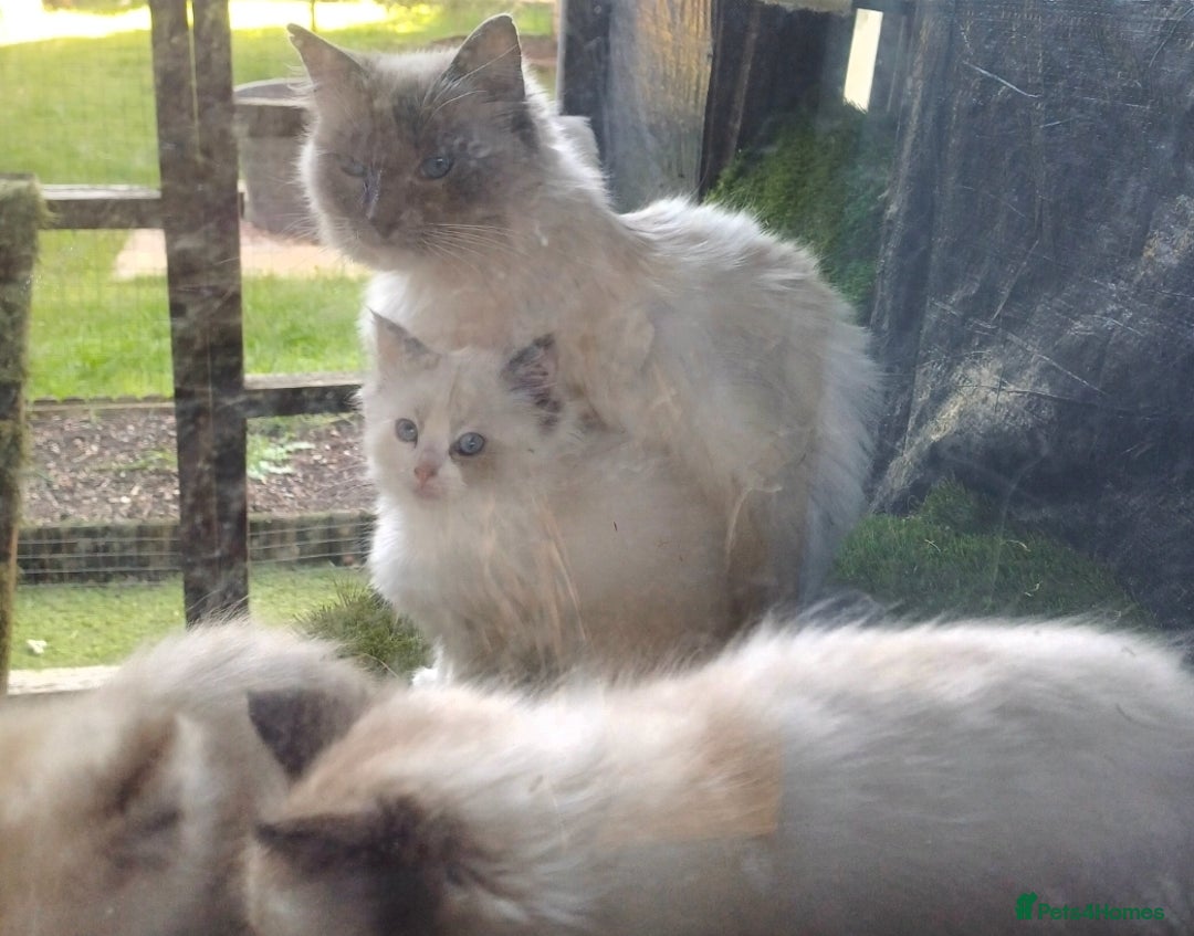 Ragdoll cats for sale: 2 ragdolls for sale - Image 8