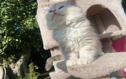 Siberian cats for sale: x5 Adorable Pure Siberian Kittens to re-home😻 - Image 9