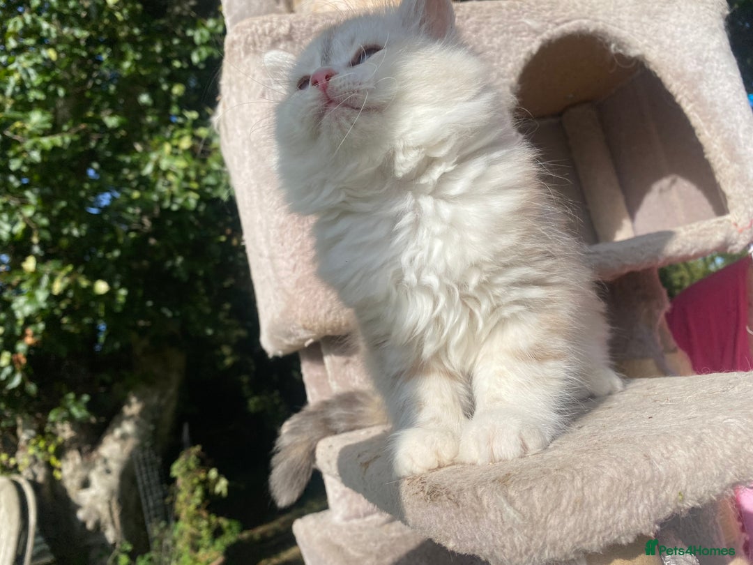 Siberian cats for sale: x5 Adorable Pure Siberian Kittens to re-home😻 - Image 9