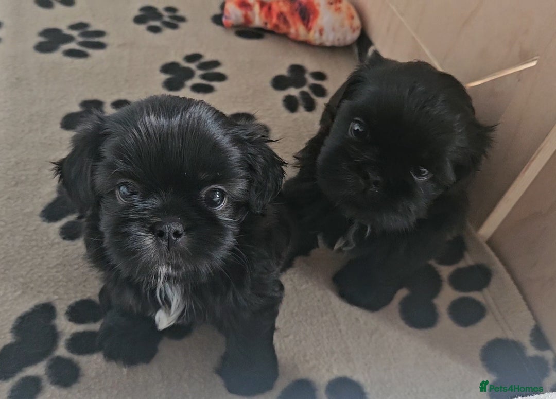 Shih Tzu dogs for sale: Imperial Shih tzu Puppies - Image 5