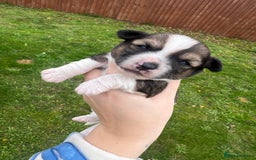 Yorkshire Terrier dogs for sale: Yorkshire terrier puppies - Image 10