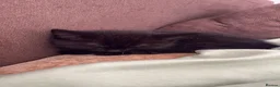 Domestic Shorthair cats for sale: black kitten for sale in Reading - Advert 4