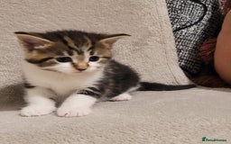 Russian Blue cats for sale: Kittens for sale - Advert 7