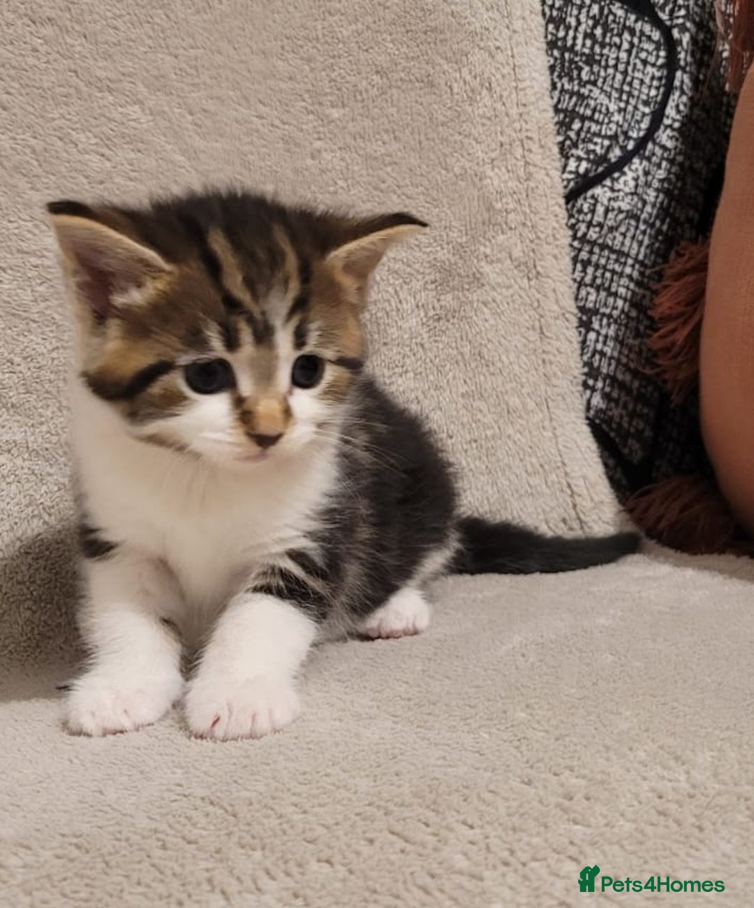 Russian Blue cats for sale: Kittens for sale - Advert 7