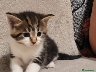 Russian Blue cats Kittens for sale - Advert 3