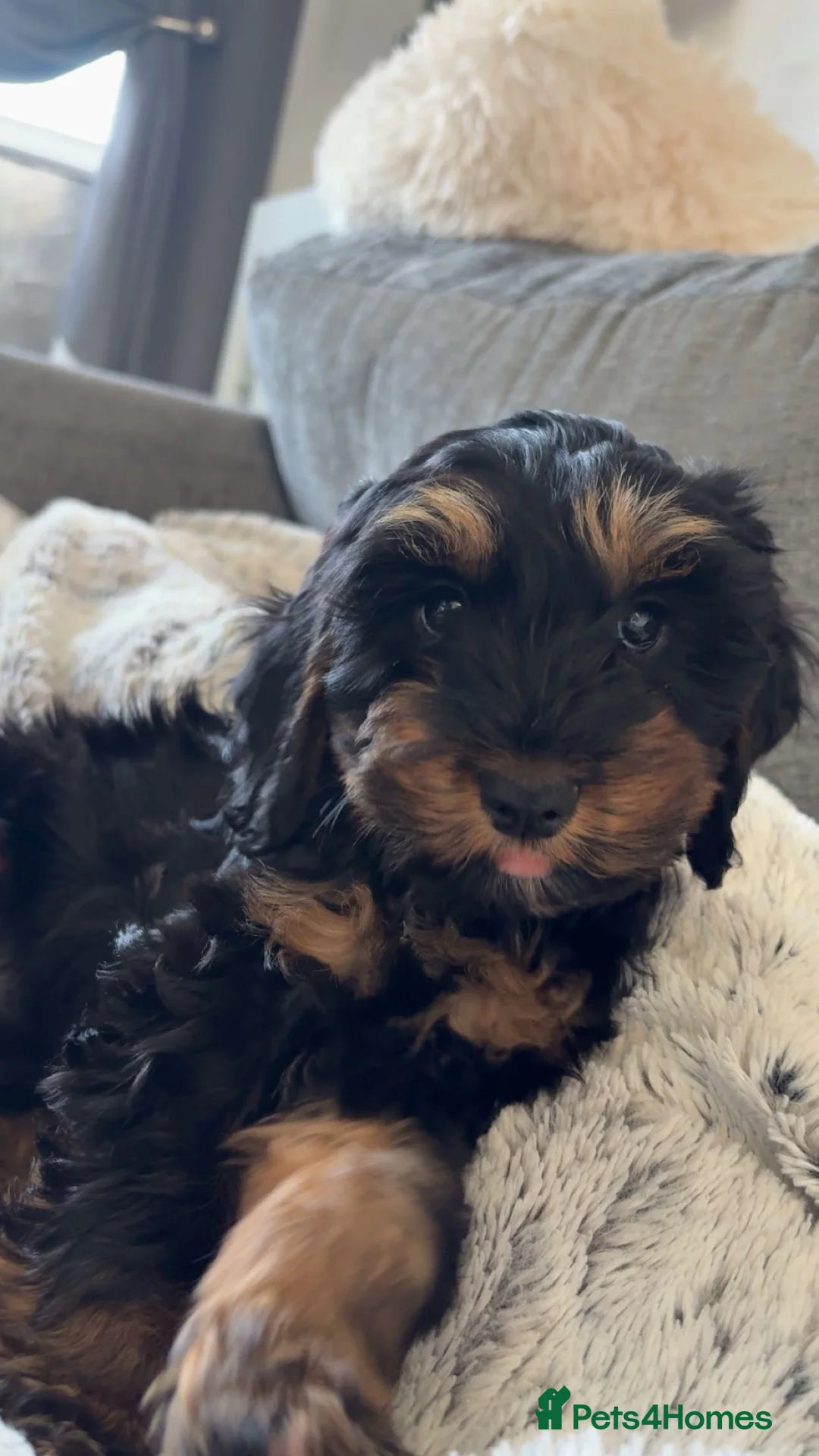 Cockapoo dogs for sale: Cockapoo puppy - Advert 1
