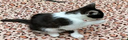 Mixed Breed cats for sale: Kittens for Sale. Ready Now for Loving Homes - Advert 5