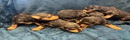 Airedale Terrier dogs for sale: KC REG 5⭐️BREEDER 4💖5💙 - Advert 12